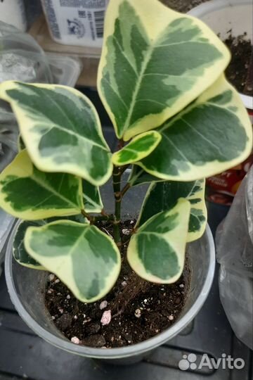 Фикус триангулярис