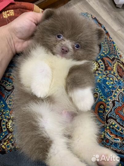 Шпицуля лиловый пати и однотонный