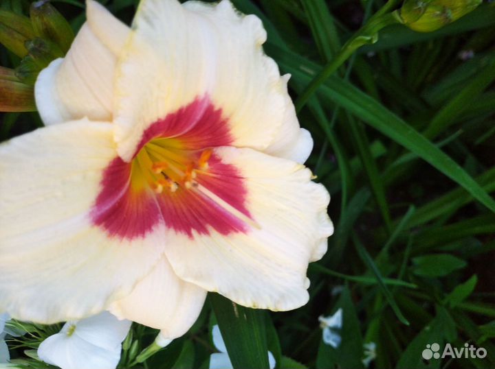 Продам лилейники