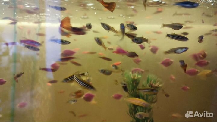 Аквариумные рыбки