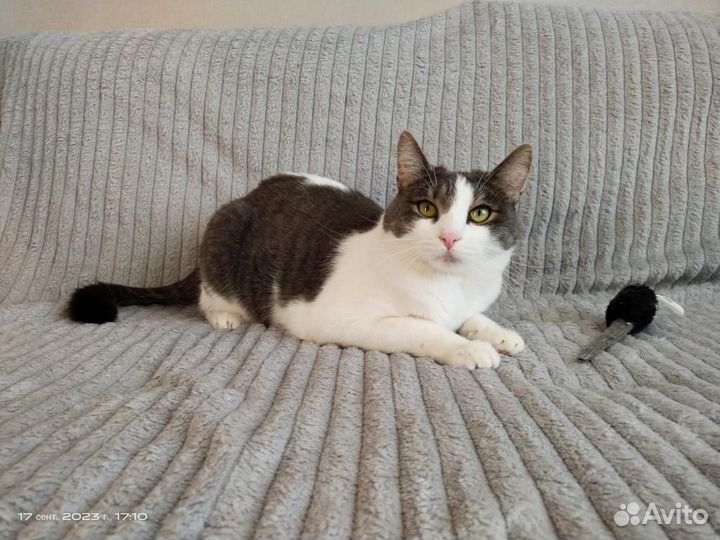 Кошка в дар