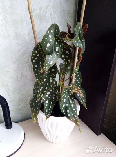 Бегония макулата