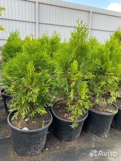 Туя, можжевельник