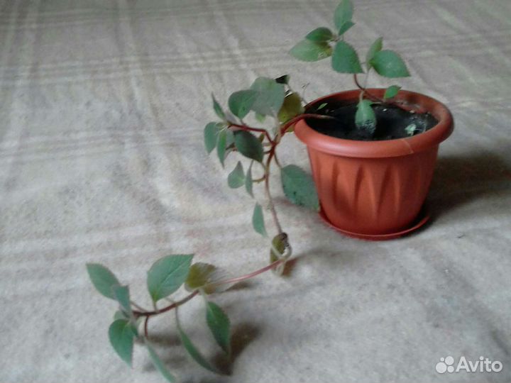 Глоксиния и другие цветы