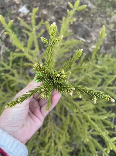 Дача 45 м² на участке 6 сот.