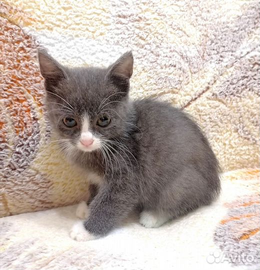Котенок, милый мальчик