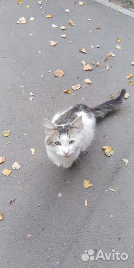 Жалко котика