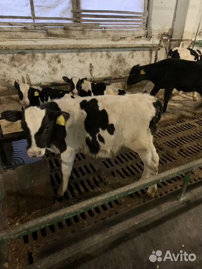 Телята и бычки