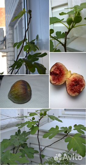 Комнатные плодоносящие растения