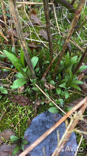 Аквилегия, флокс микс, нарциссы и красивоплодник