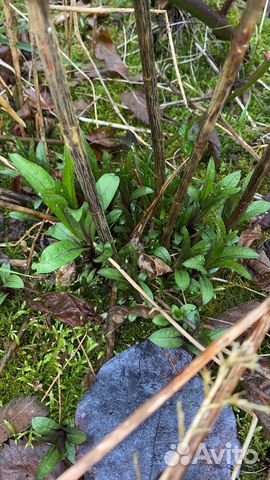 Аквилегия, флокс микс, нарциссы и красивоплодник