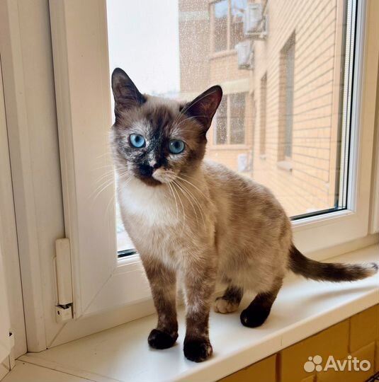 Кошка Тутси - очаровательная таечка в добрые руки