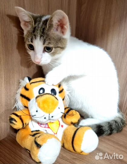 Котёнок в добрые руки
