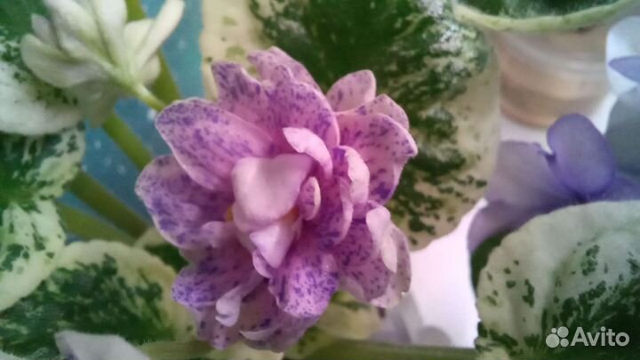 Фиалка сортовая Rob's Cool Fruit и неизвестная