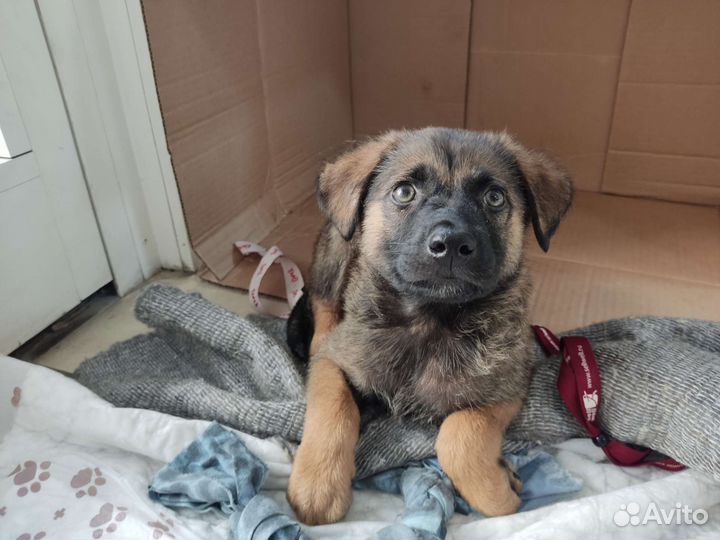 Собаки бесплатно в добрые руки щенки