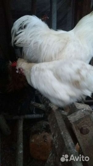 Декоративные курочки и петушки