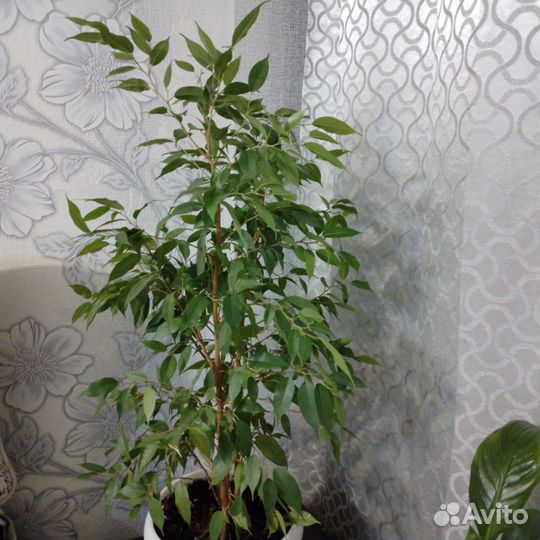 Фикус бенджамина