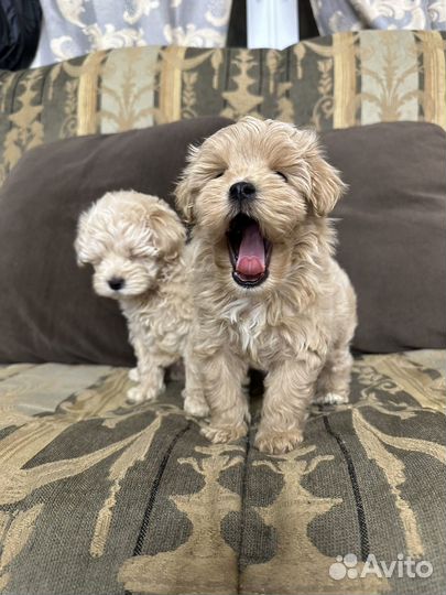 Щенки мальтипу f1 мини