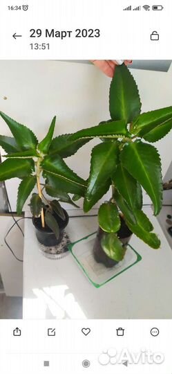 Дерево на пол в офис или квартиру