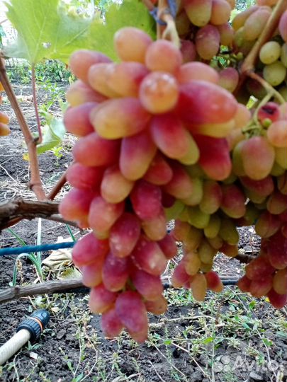 Черенки Винограда кишмиш