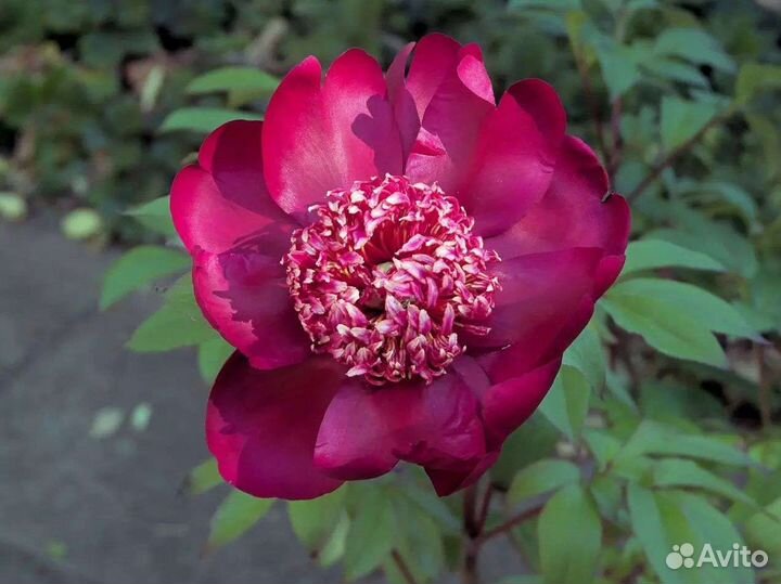 Пион сортовой