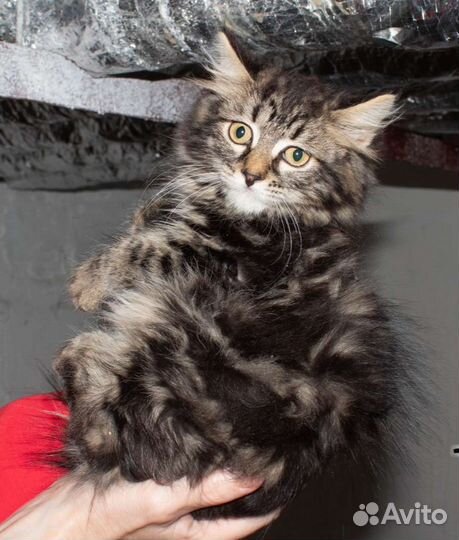 Мальчик в добрые руки