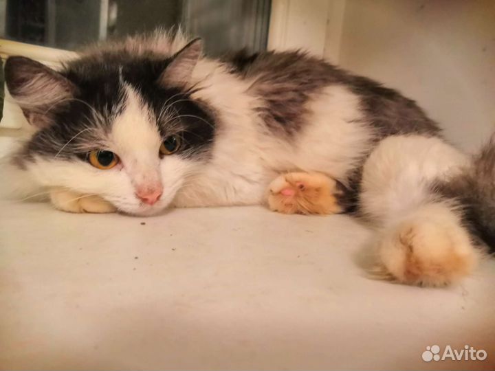 Плюшечка ждет