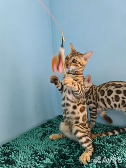 Бенгалятки