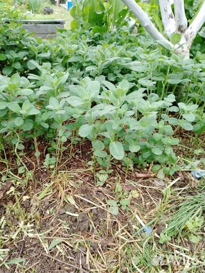 Мята/бергамот (монарда) саженцы