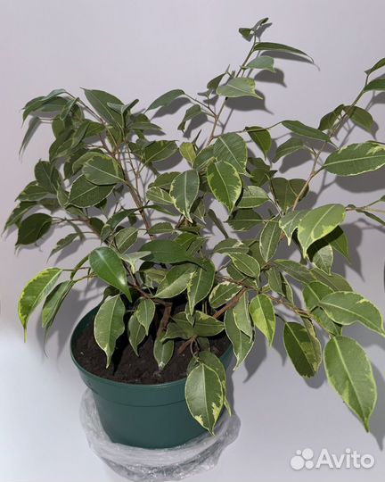 Комнатные цветы