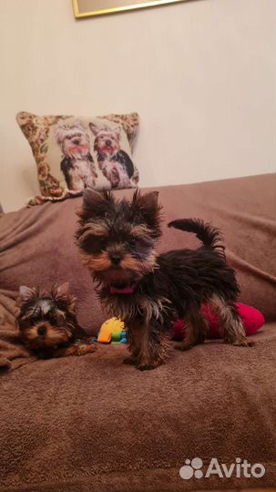 Чудесные иорики мини