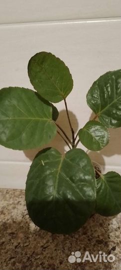 Сингониум,полисциасы