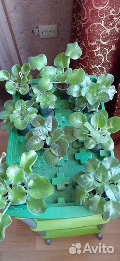 Фиалочка,герцогиня