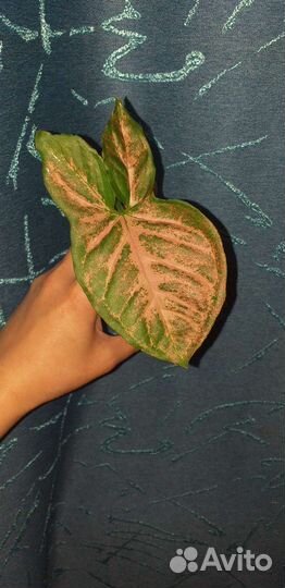 Сингониум Purple, Bold tetra