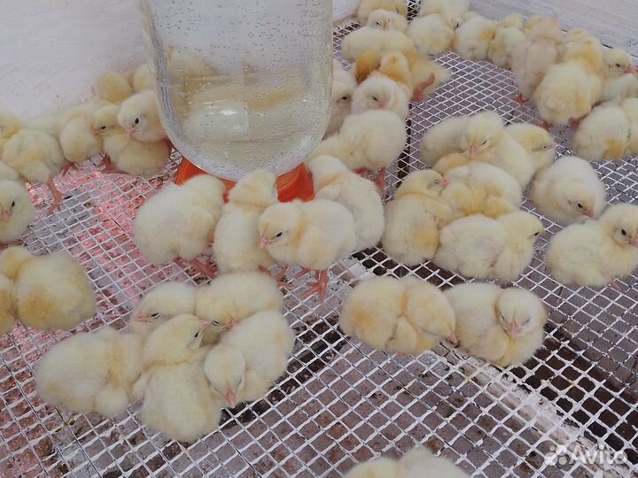 Цыплята бройлеры