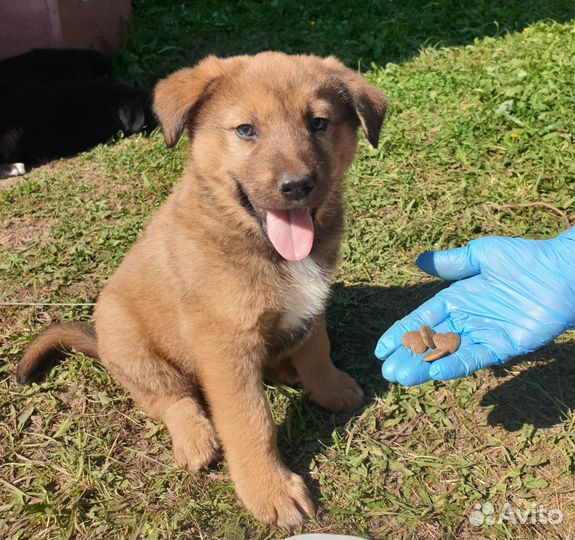 Отдам щенков в добрые руки бесплатно