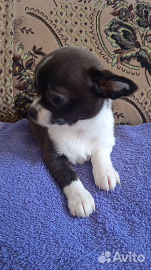 Чихуахуа, девочка, 2мес