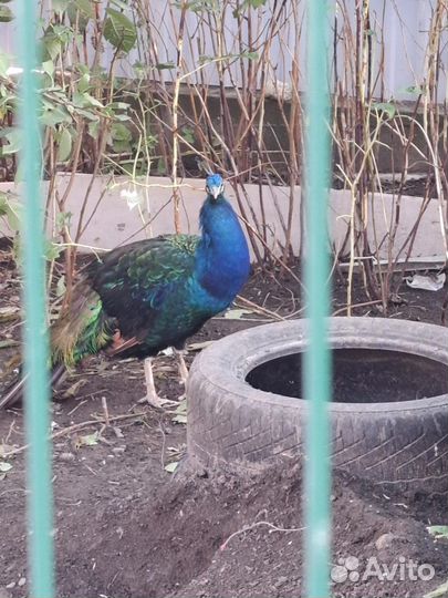 Черноплечие павлины