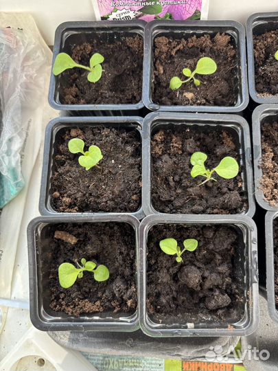 Рассада петунии