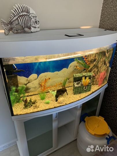Аквариум с рыбками
