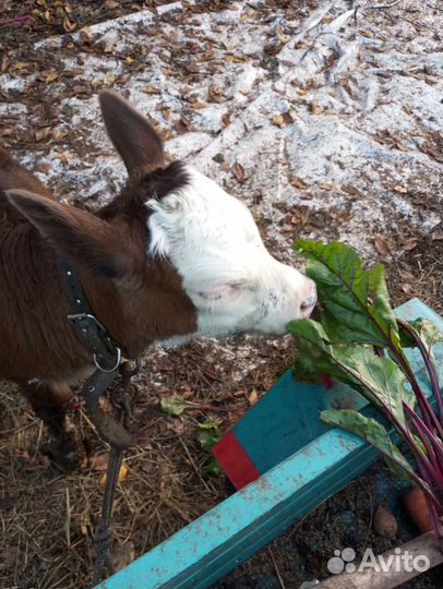 Продам телочку