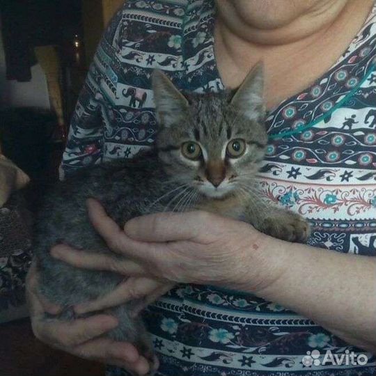 Вас ждёт полосатое счастье