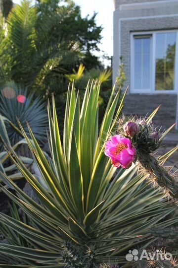 Большой выбор растений для дома и сада