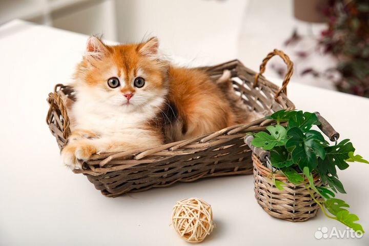 Британский золотой кот ny11
