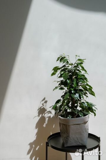 Фикус бенджамина