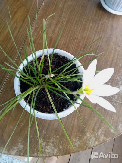 Зефирантес комнатные цветы