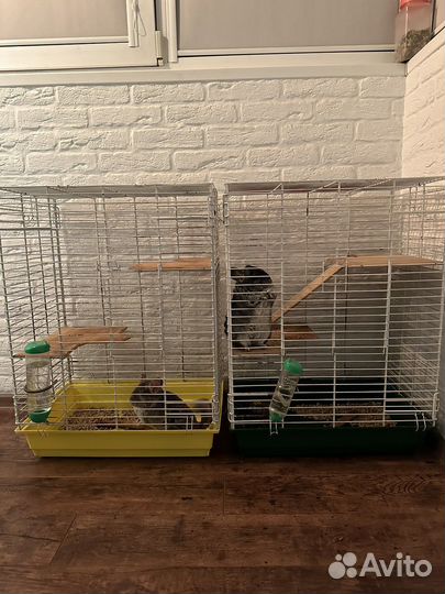 Шиншиллы с клеткой