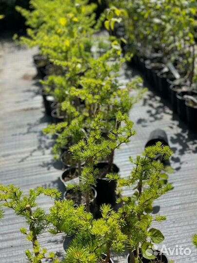 Растения на штамбе (предзаказ весна 2024)