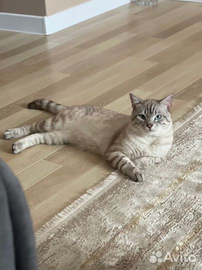 Котенка в добрые руки