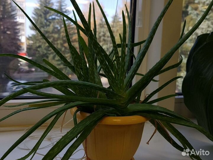 Цветы для дома и офиса